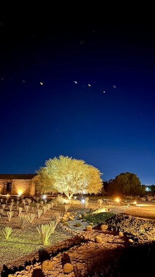 A beautifully landscaped garden under a clear night sky. A well-lit tree stands prominently, surrounded by neatly arranged cacti and succulents. The sky is dark blue, and a series of small, colorful lights or stars appear in the sky. The scene is illuminated by strategically placed lights, creating a warm and inviting atmosphere.