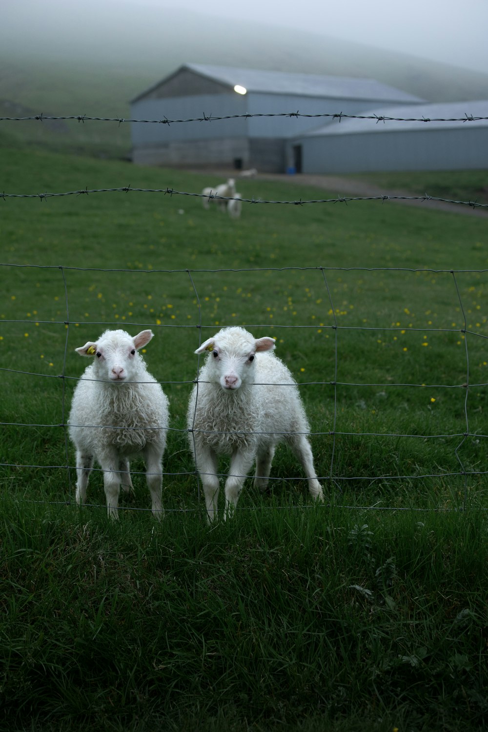 two white sheep standing next to each other on a lush green field