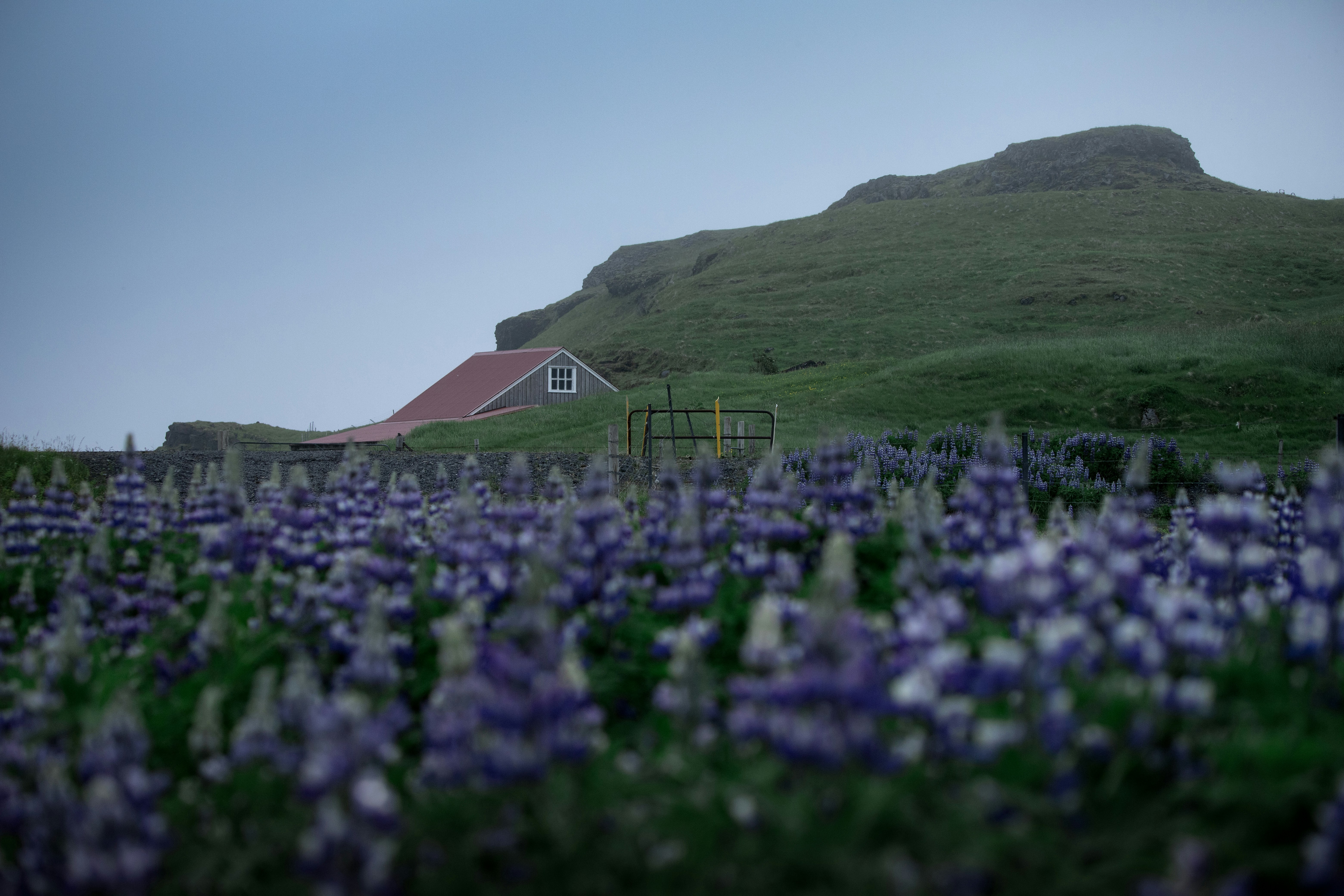 a field of purple flowers with a house in the background