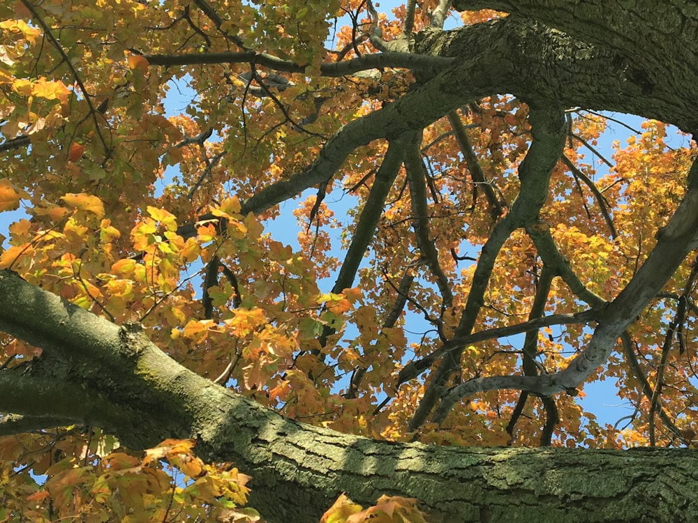 a tree with yellow leaves and a blue sky in the background