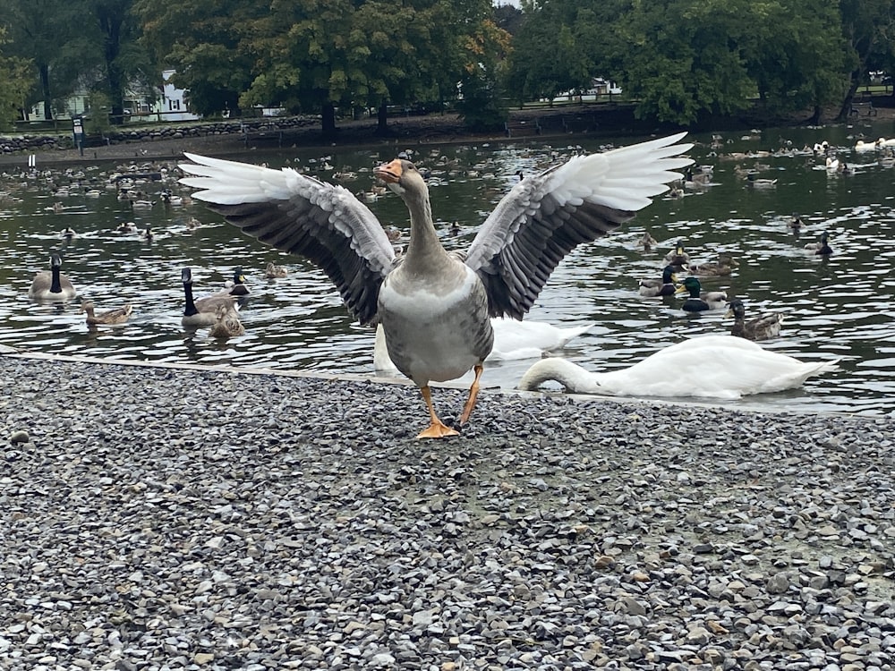 Une oie bat des ailes alors qu’elle se tient sur la rive d’un lac