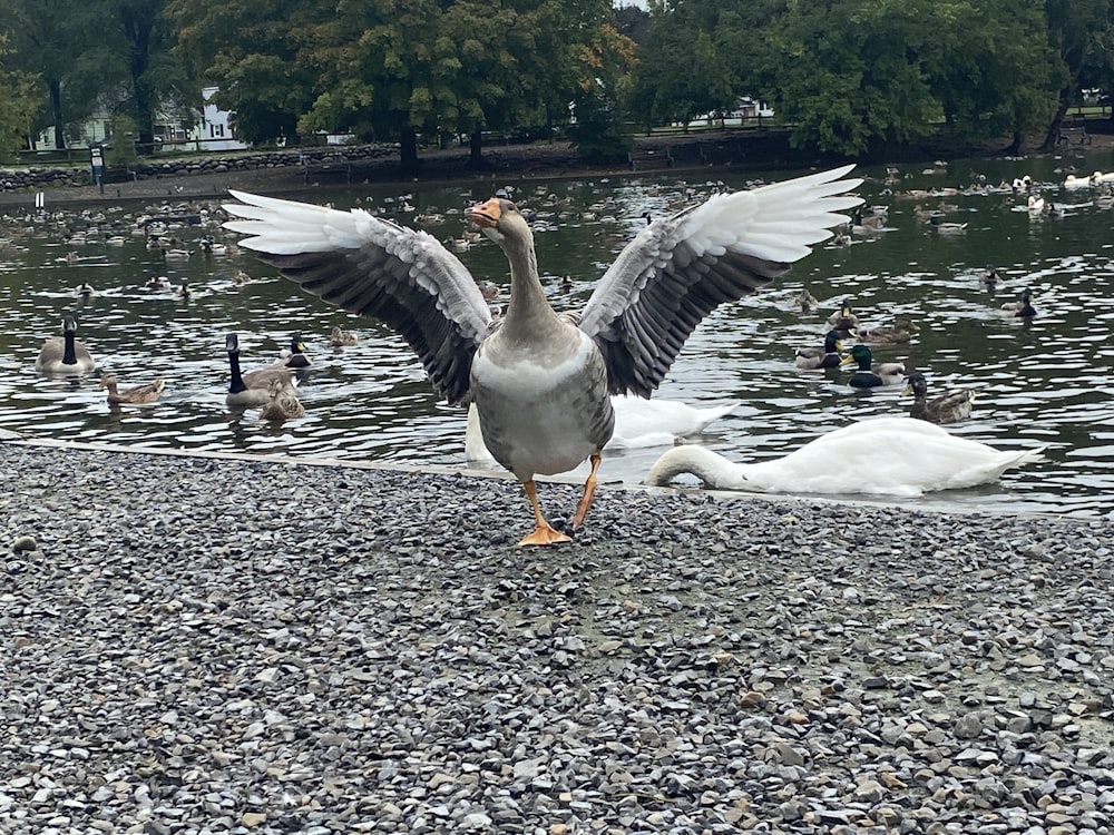 a goose flaps its wings while standing on the shore of a lake