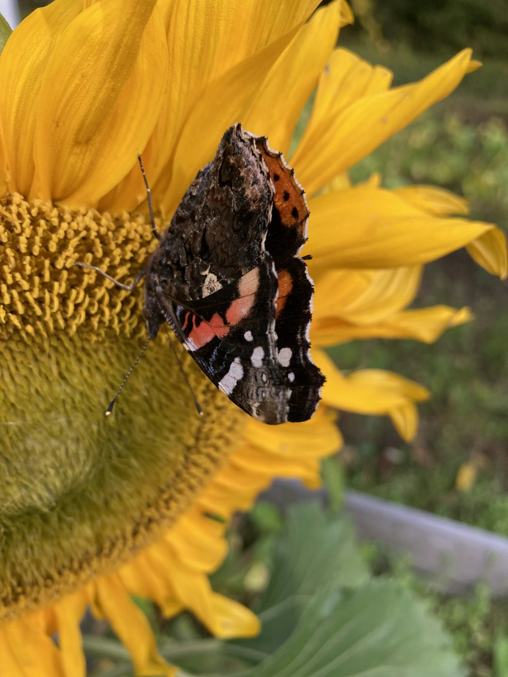 a close up of a butterfly on a sunflower