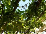 A lush grapevine with clusters of green grapes hanging among dense, vibrant green leaves. Sunlight filters through the foliage, casting dappled shadows. A light bulb is visible among the vines.