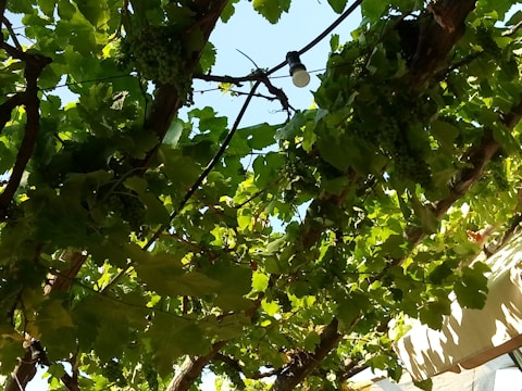 A lush grapevine with clusters of green grapes hanging among dense, vibrant green leaves. Sunlight filters through the foliage, casting dappled shadows. A light bulb is visible among the vines.