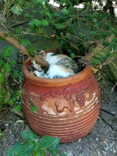 A peaceful pet curled up beside a warm terracotta-toned urn in a cozy home nook.