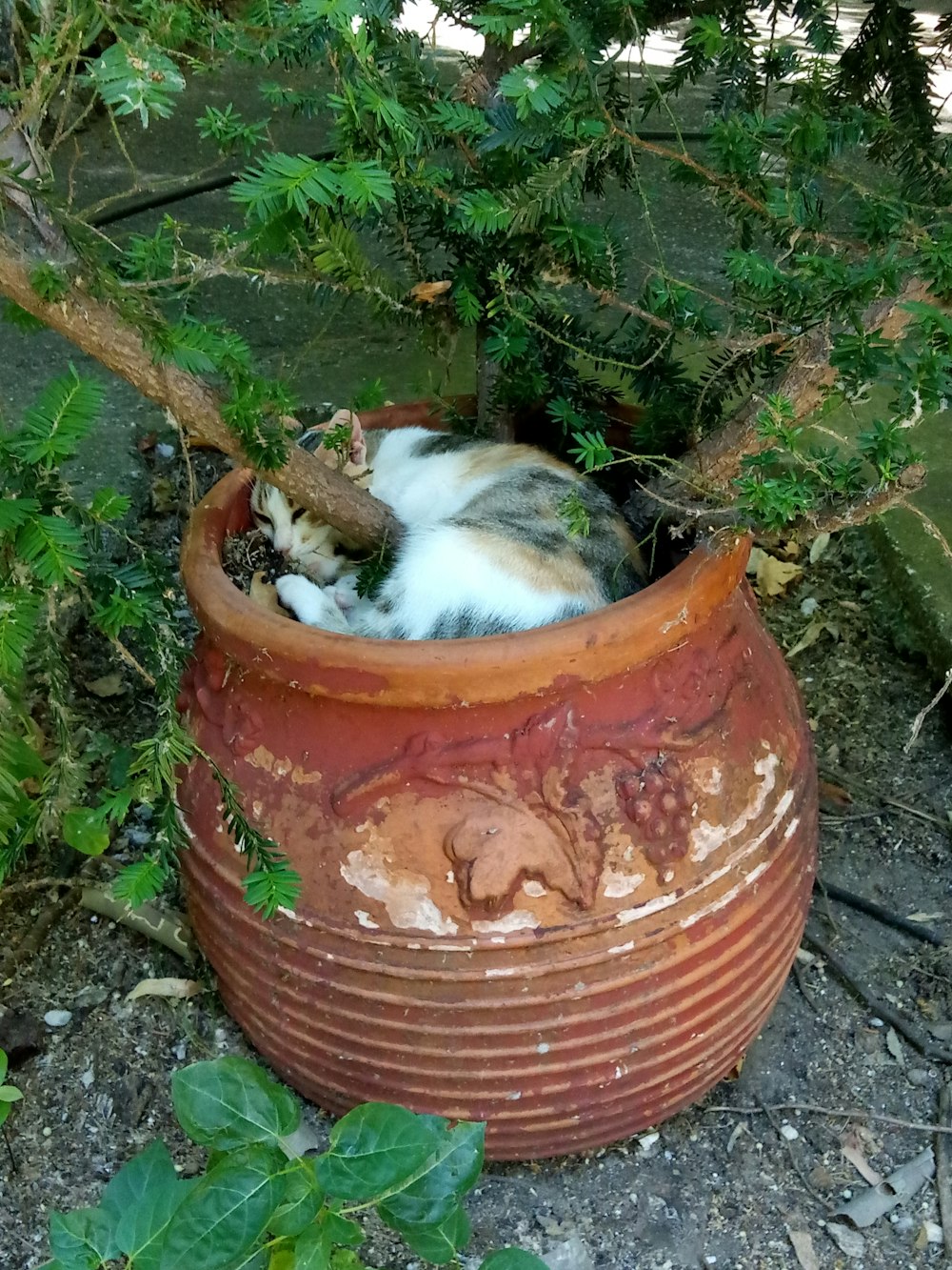 고양이 한 마리가 땅 위의 화분에 웅크리고 있다