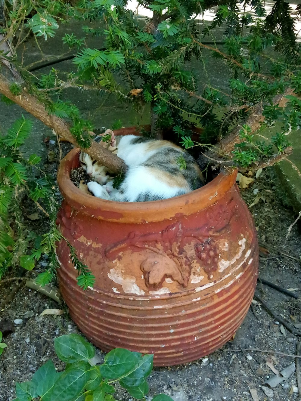un chat recroquevillé dans un pot sur le sol