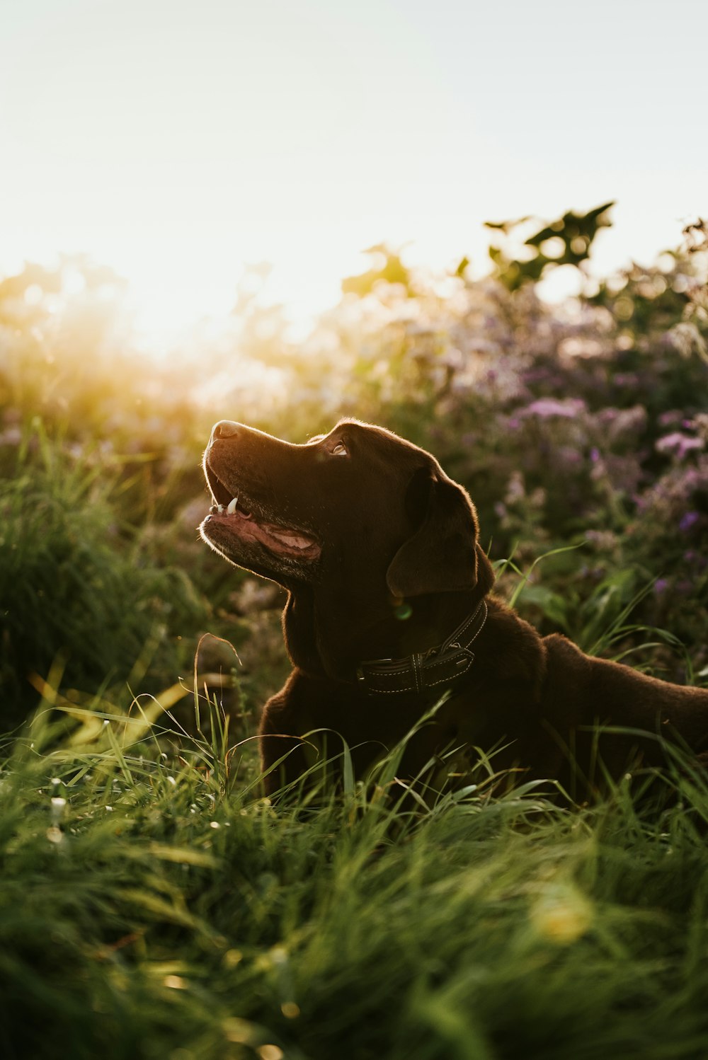 a brown dog laying in a field of grass