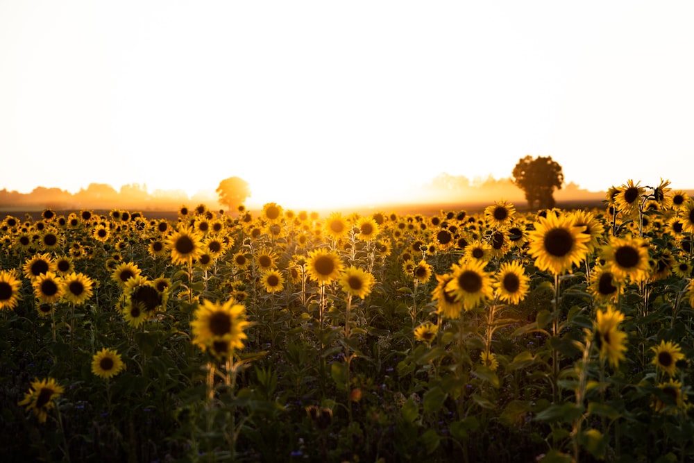 a field of sunflowers with the sun setting in the background