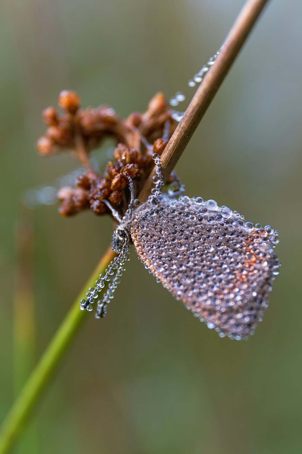 a close up of a plant with water droplets on it