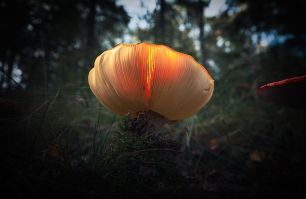 Close-up of intertwined mycelium threads glowing softly in a dark forest floor.