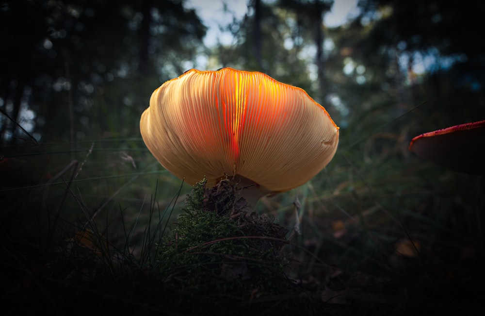 a close up of a mushroom in a forest
