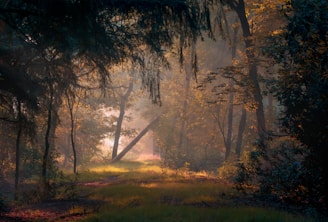 Image of a quiet forest with sun rays filtering through tall trees and mist hovering above the ground.