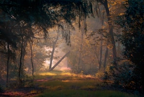 A serene forest with ethereal light filtering through the trees.