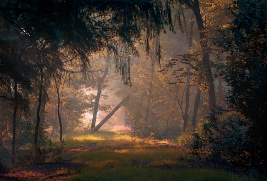 Image of a quiet forest with sun rays filtering through tall trees and mist hovering above the ground.