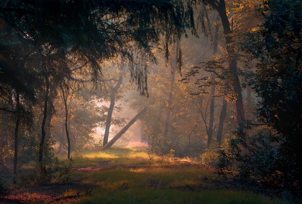 A serene forest scene with deep green foliage and subtle light rays