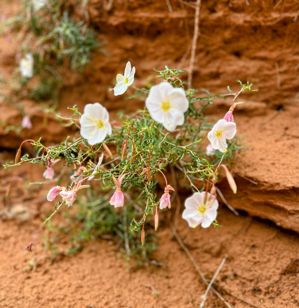 small white flowers growing out of the ground