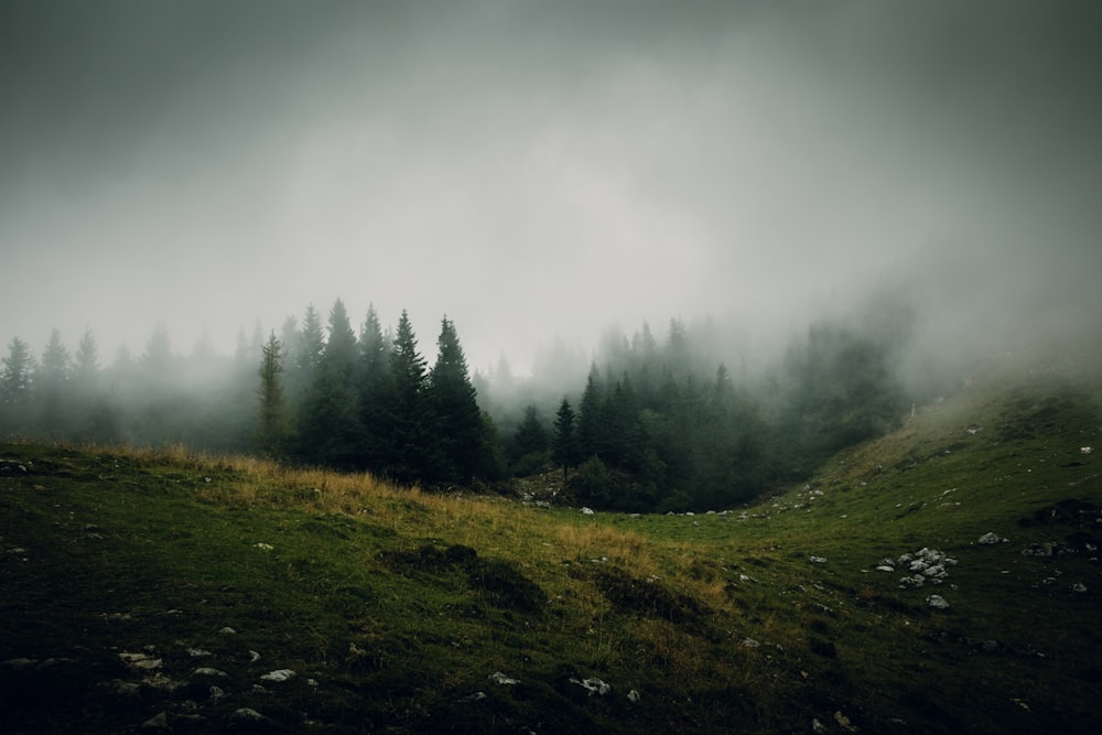 a grassy field with trees in the background