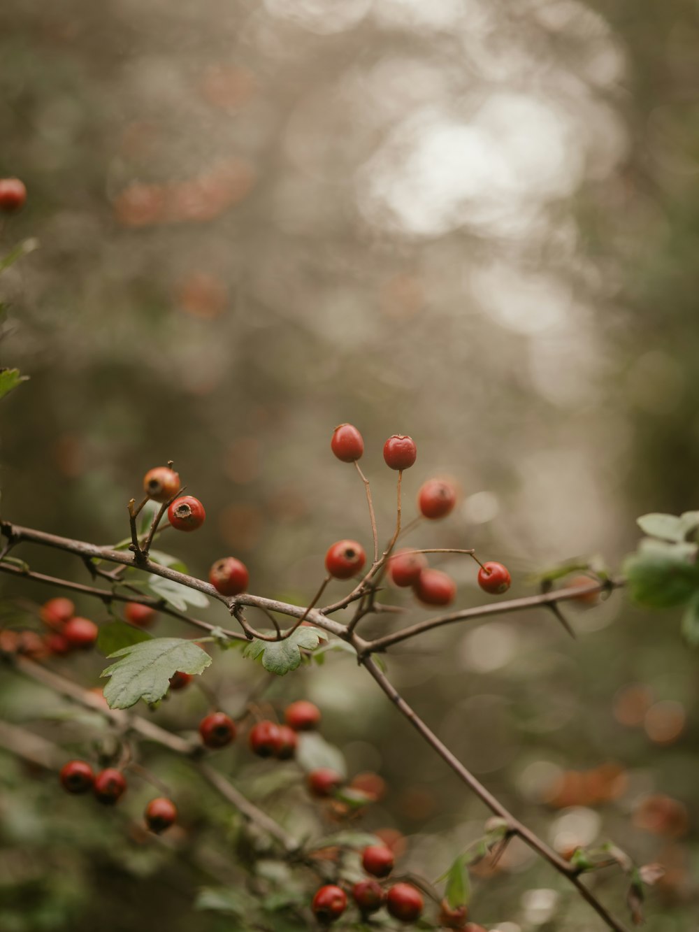 a branch with small red berries on it
