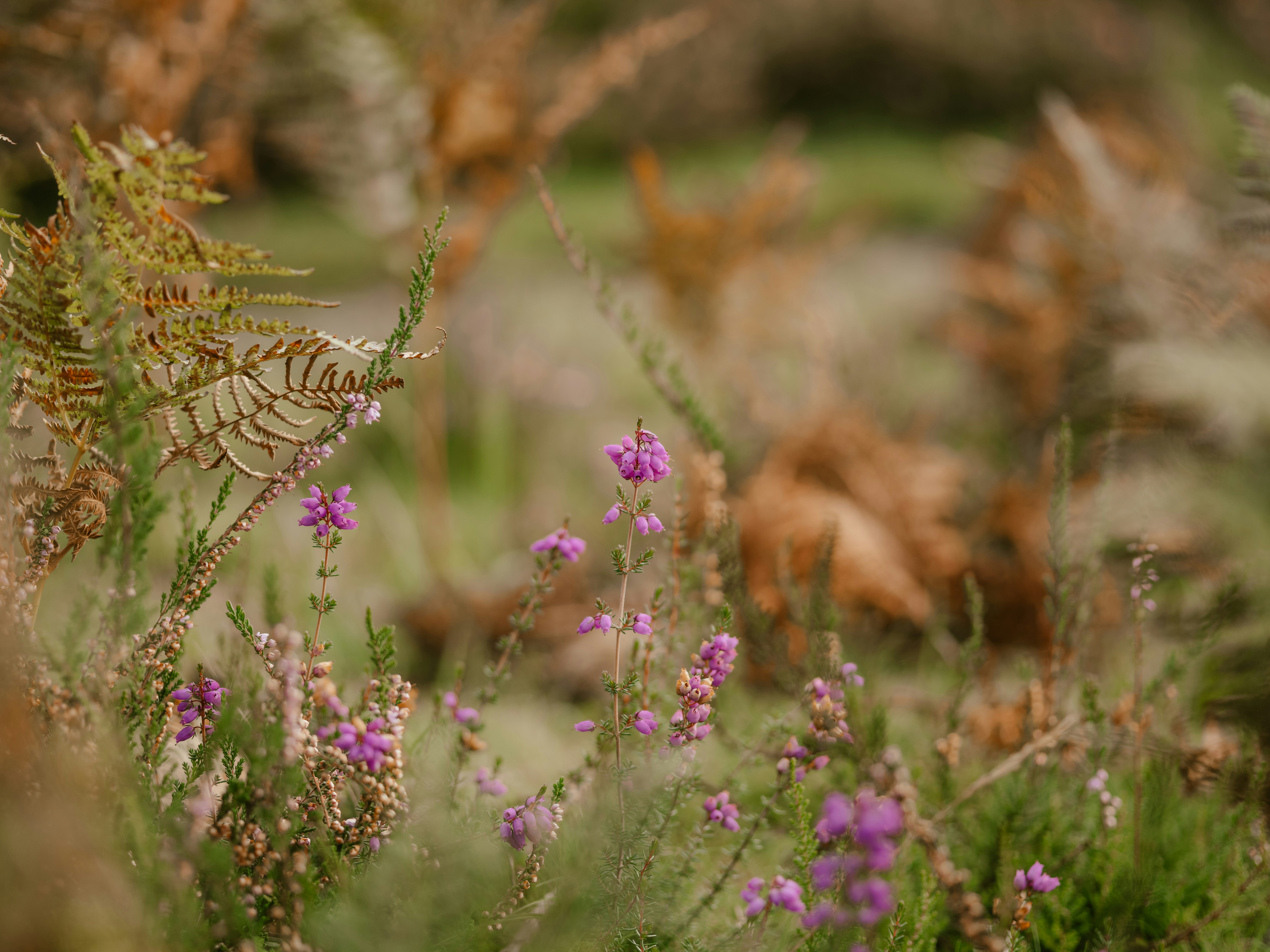 Photo by anniespratt