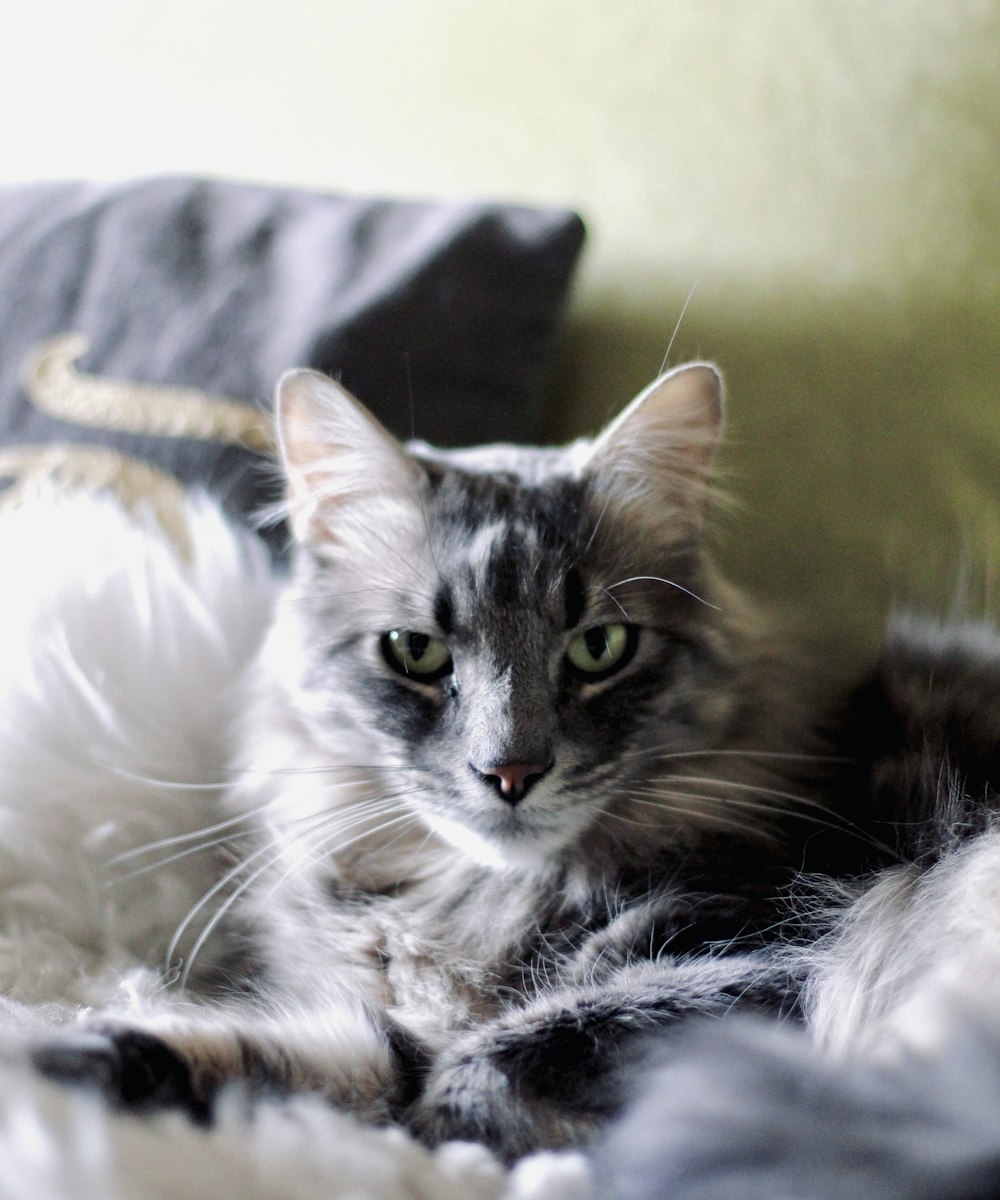 a gray and white cat laying on top of a bed