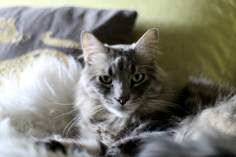 a gray and white cat laying on top of a bed