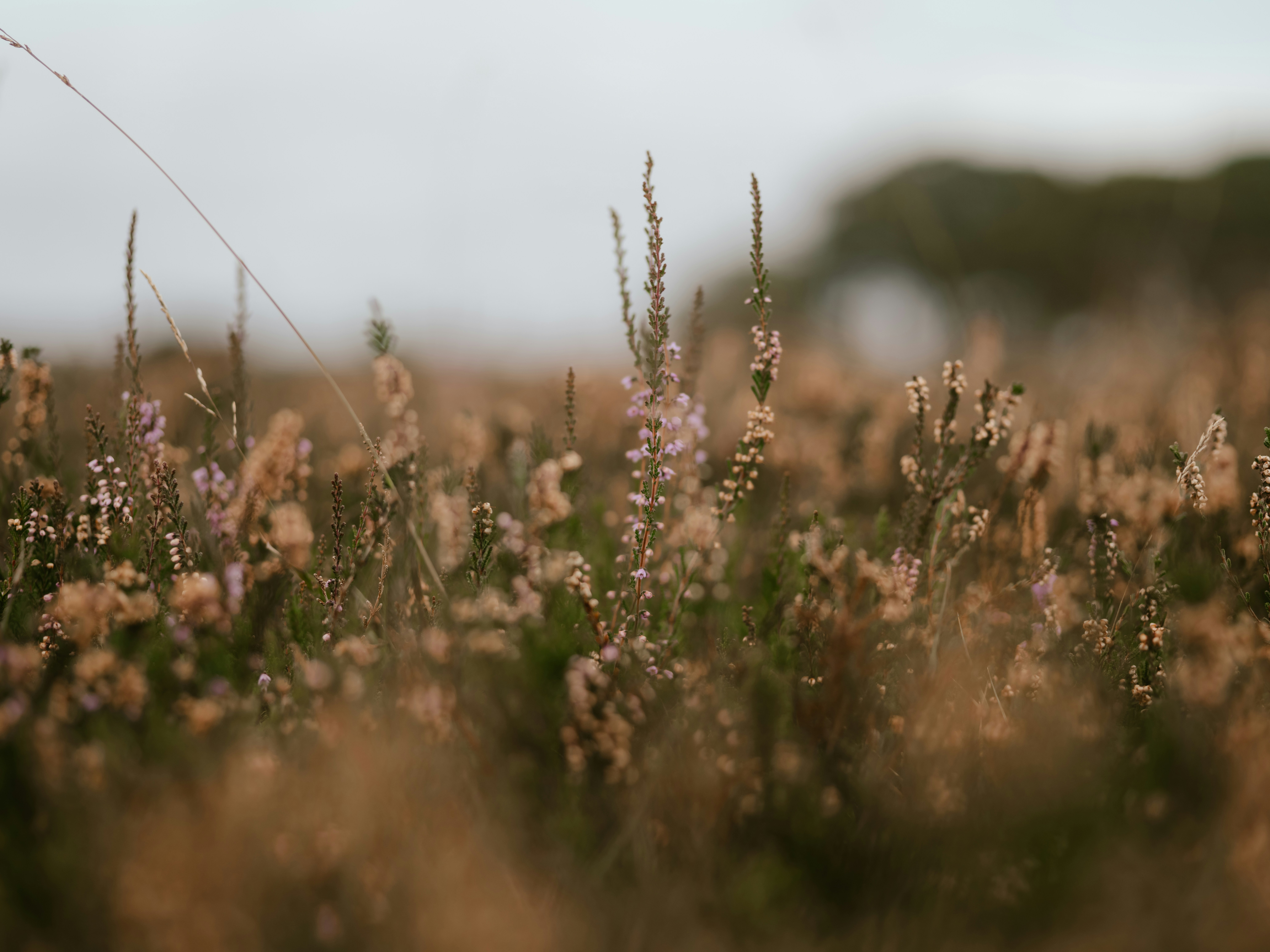 Photo by anniespratt