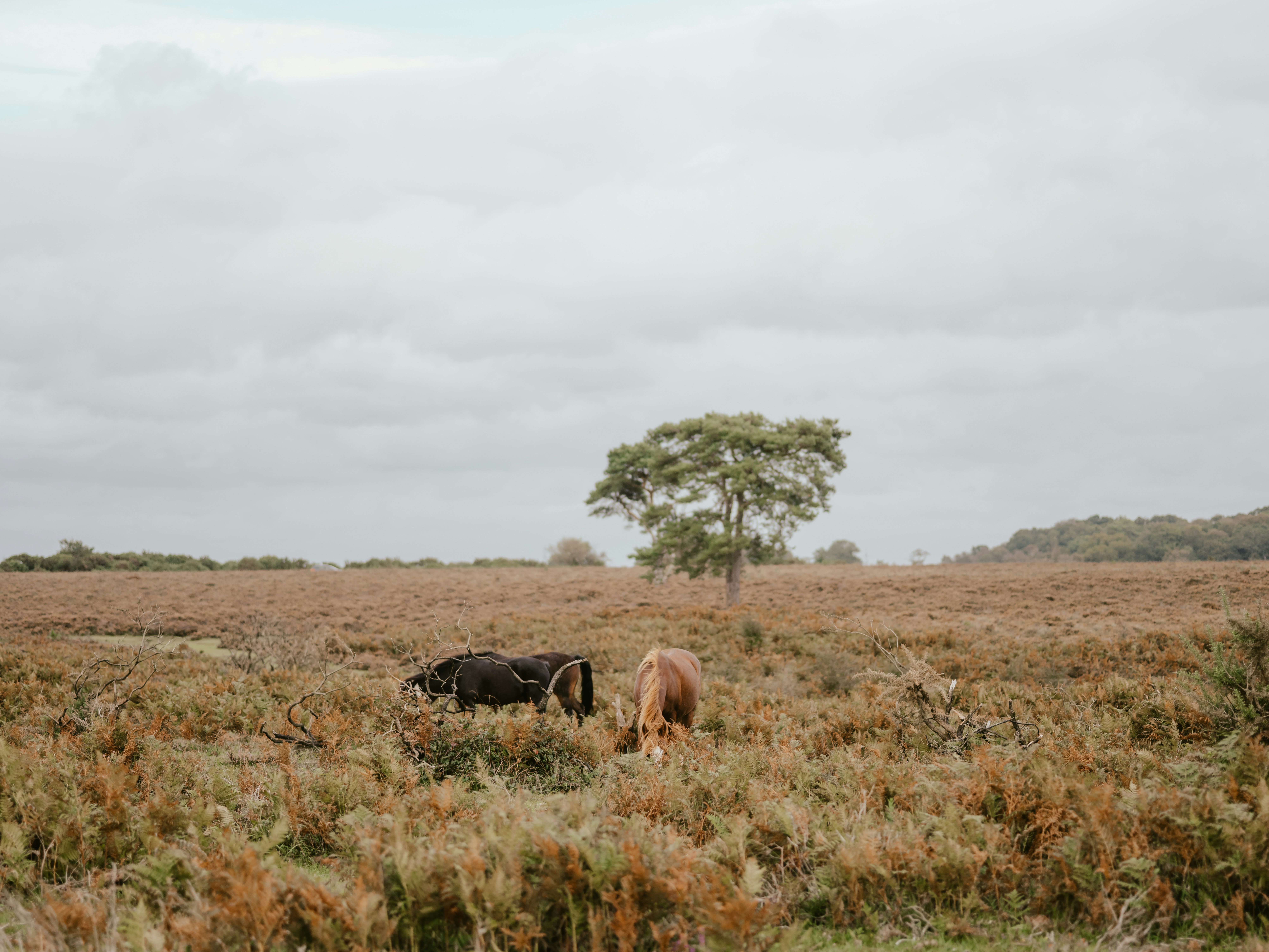 Photo by anniespratt