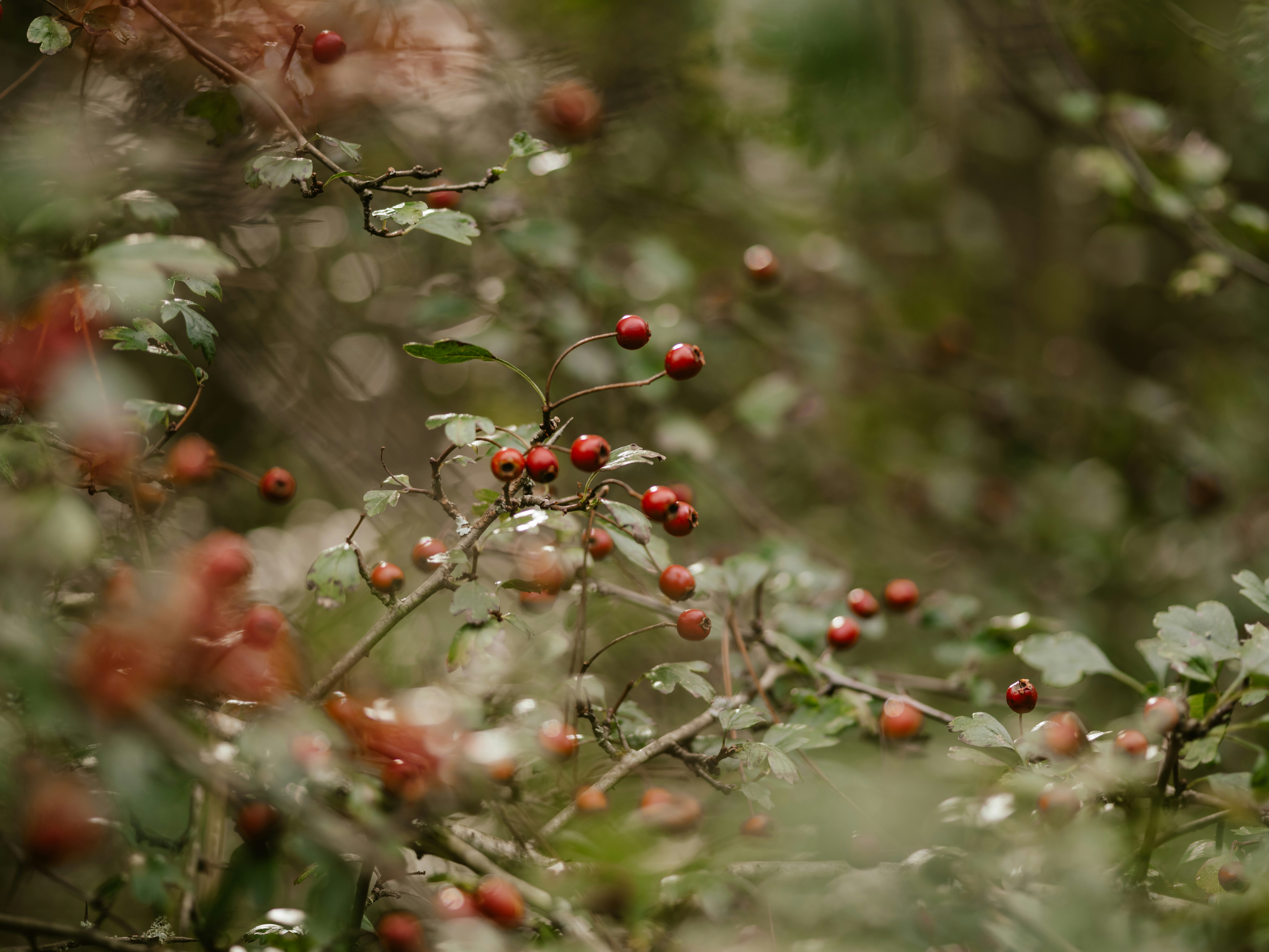 Photo by anniespratt