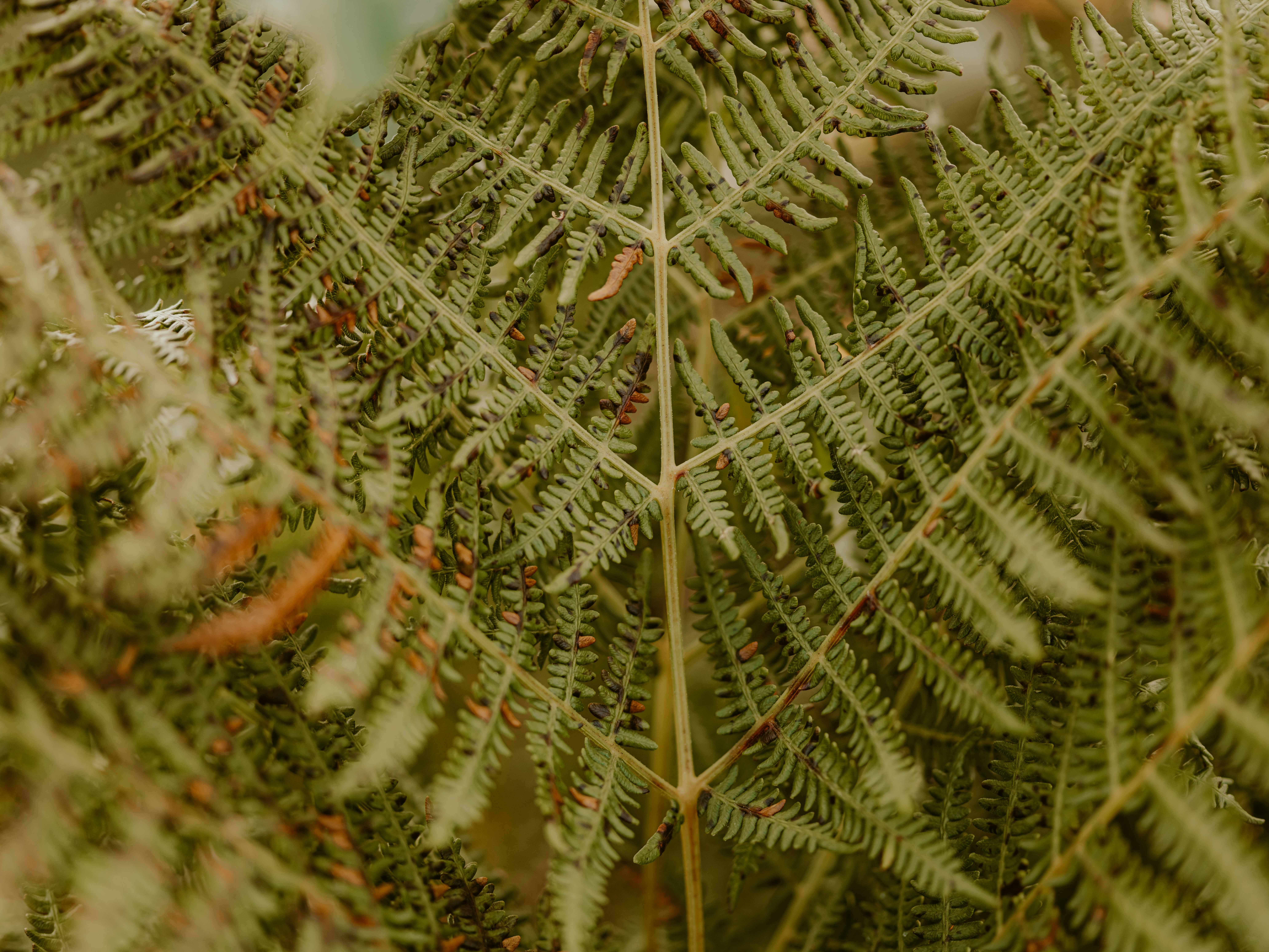 Photo by anniespratt