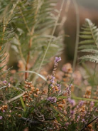Close-up of native plants thriving in the preserve’s natural habitat.