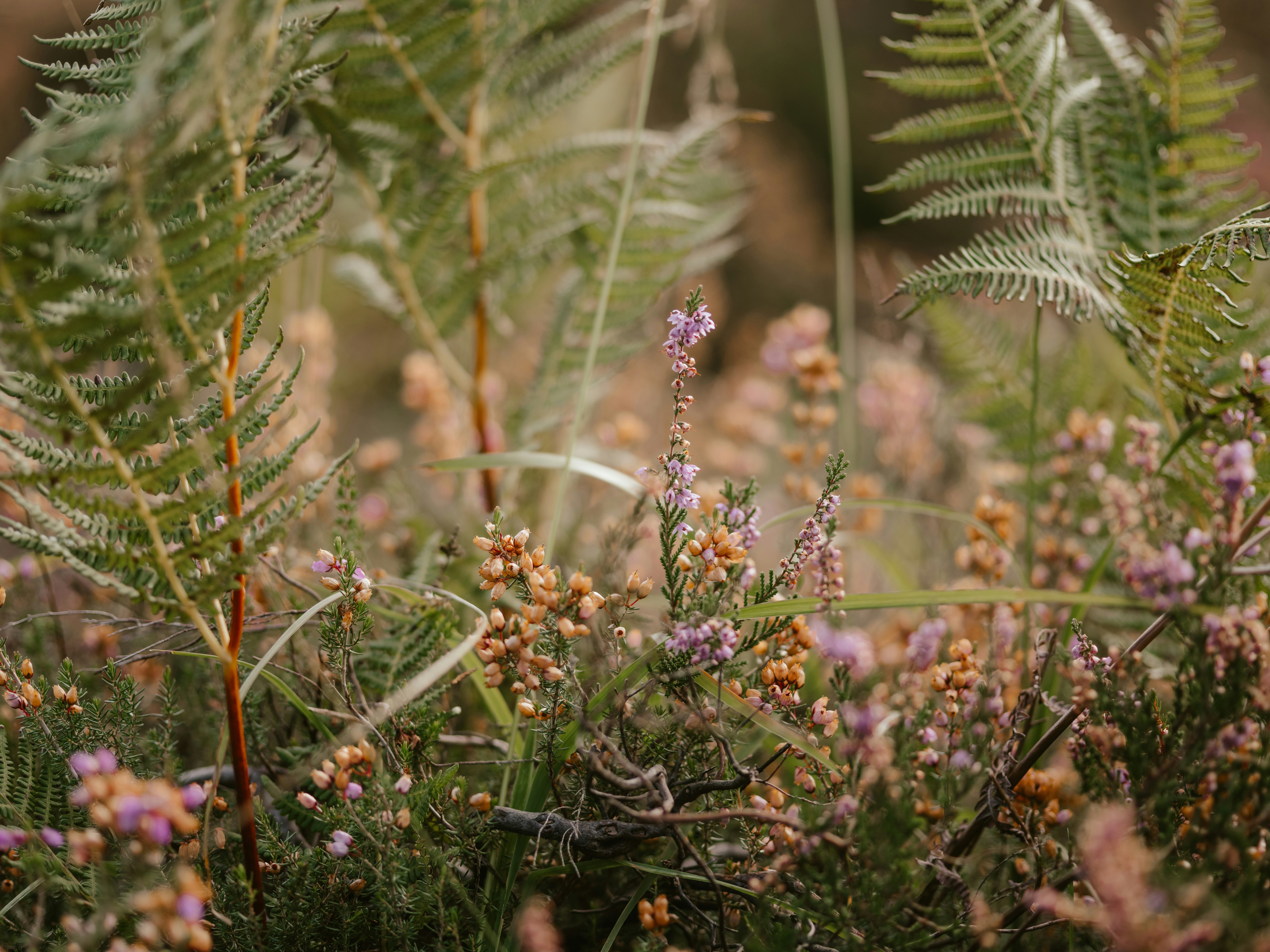 Photo by anniespratt