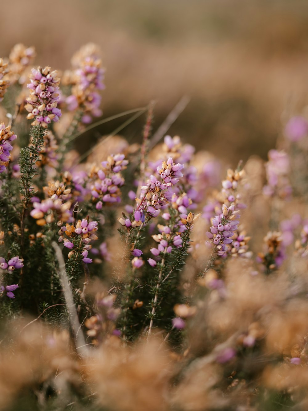 a bunch of flowers that are in the grass