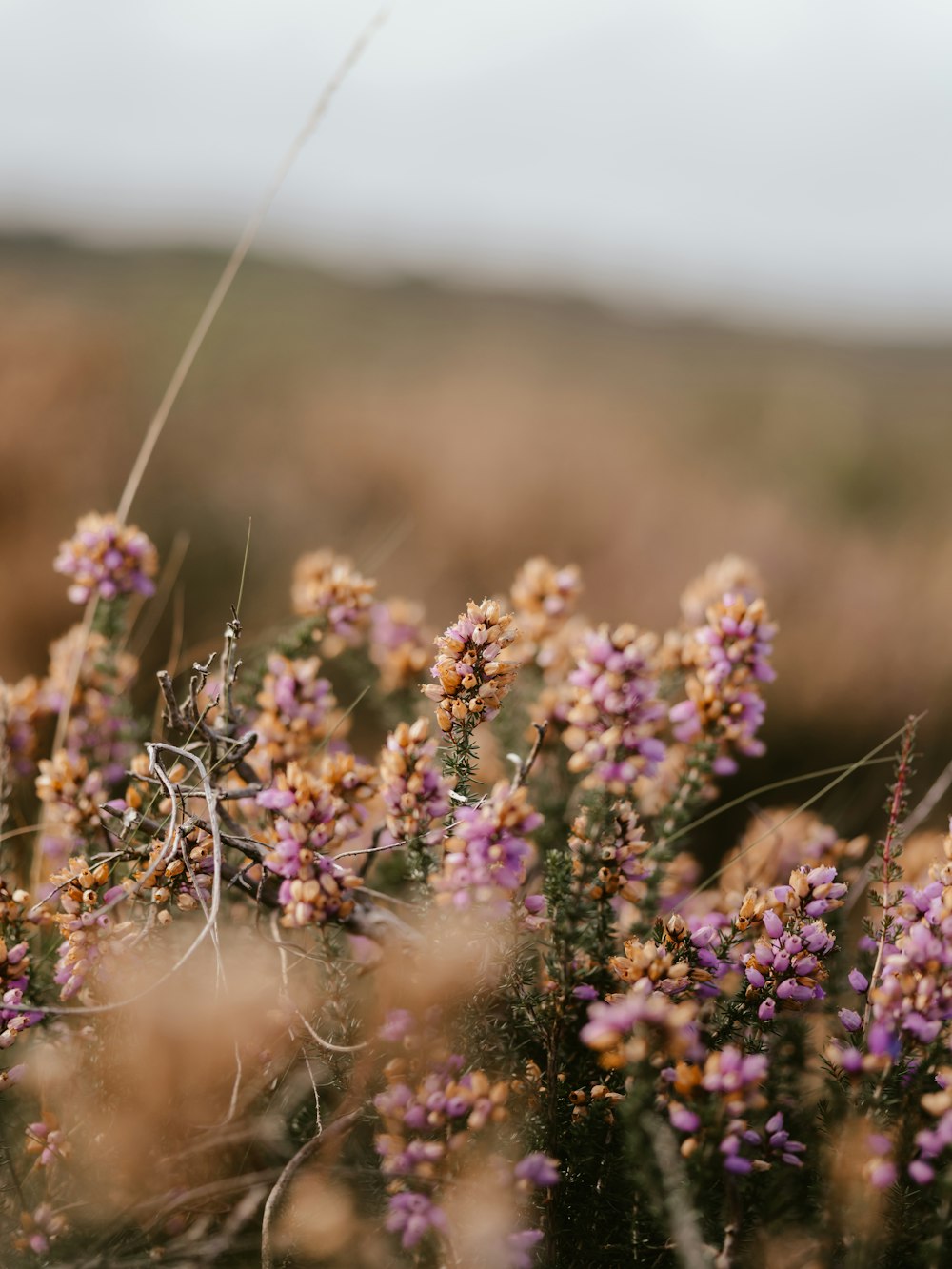 a bunch of flowers that are in the grass