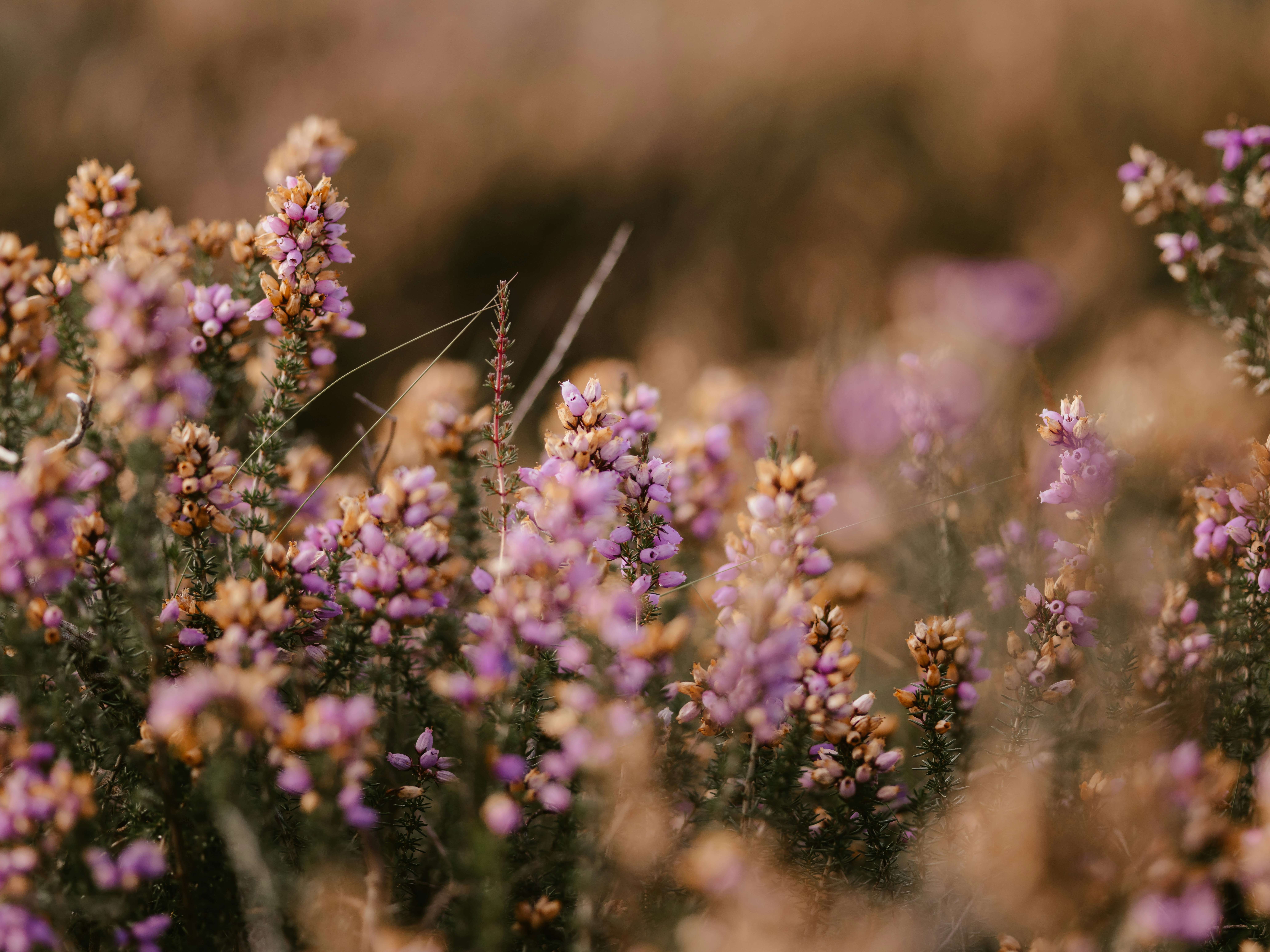 Photo by anniespratt