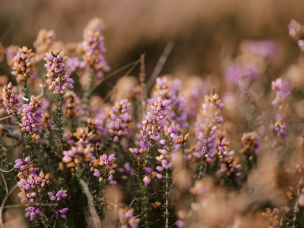 a bunch of purple flowers in a field