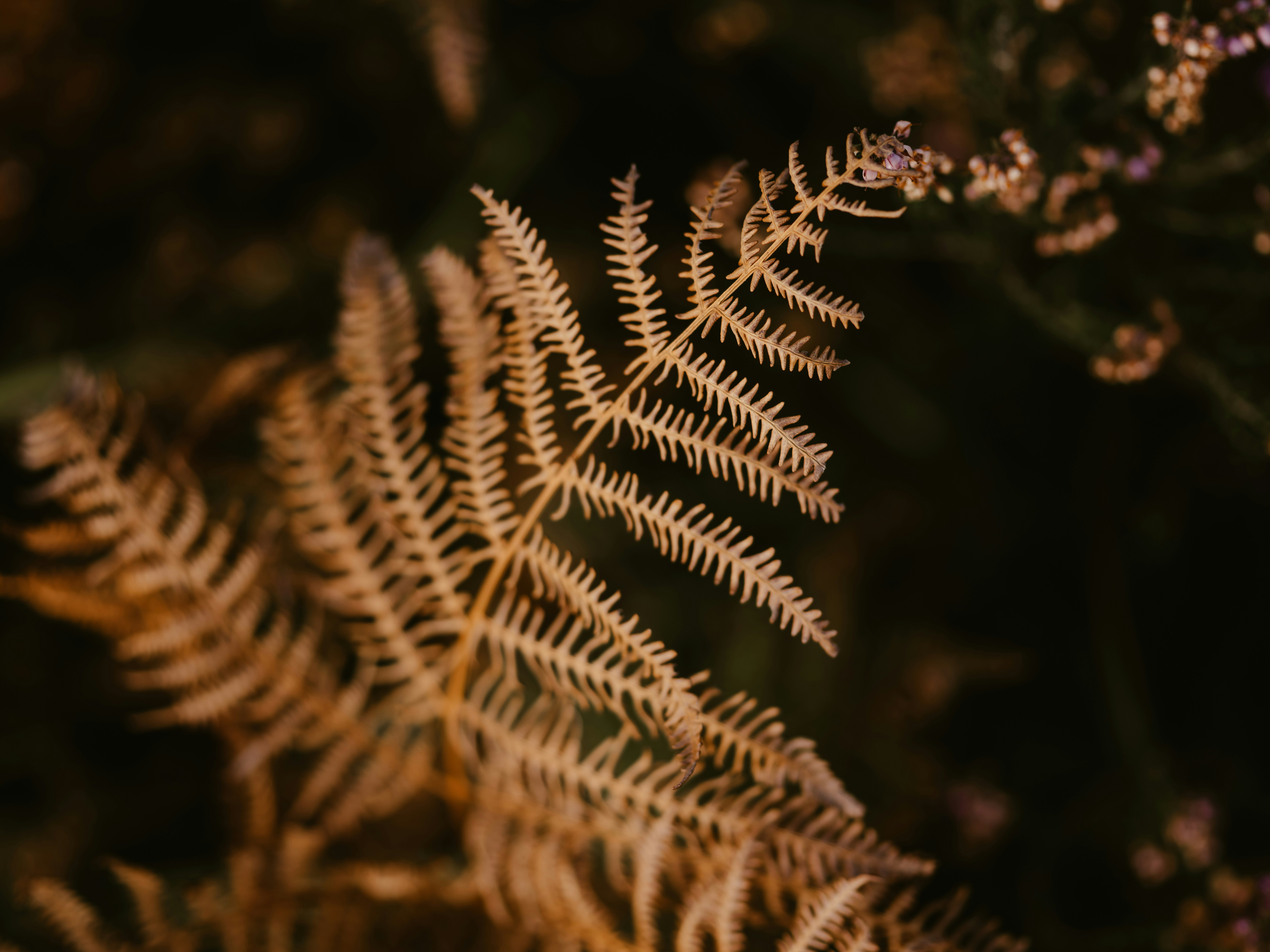 Photo by anniespratt