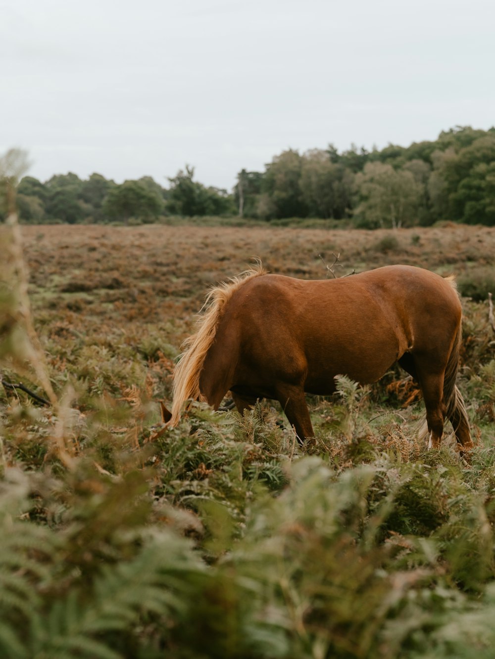 a brown horse eating grass in a field