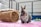 A rabbit with a mottled fur pattern sits on a pink blanket. Beside it, there is a wicker tunnel toy, and in the background, there's a wire cage with some containers, possibly for food or water.