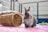 A rabbit with a mottled fur pattern sits on a pink blanket. Beside it, there is a wicker tunnel toy, and in the background, there's a wire cage with some containers, possibly for food or water.