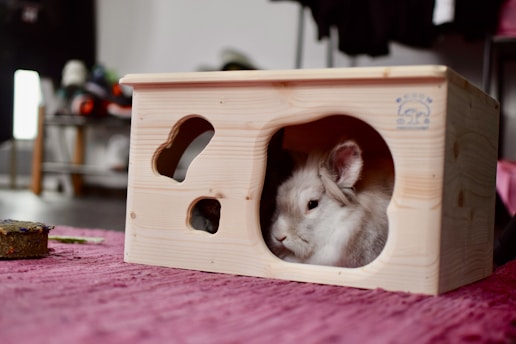 A fluffy teddywidder rabbit gently cradled in warm hands inside a cozy home.