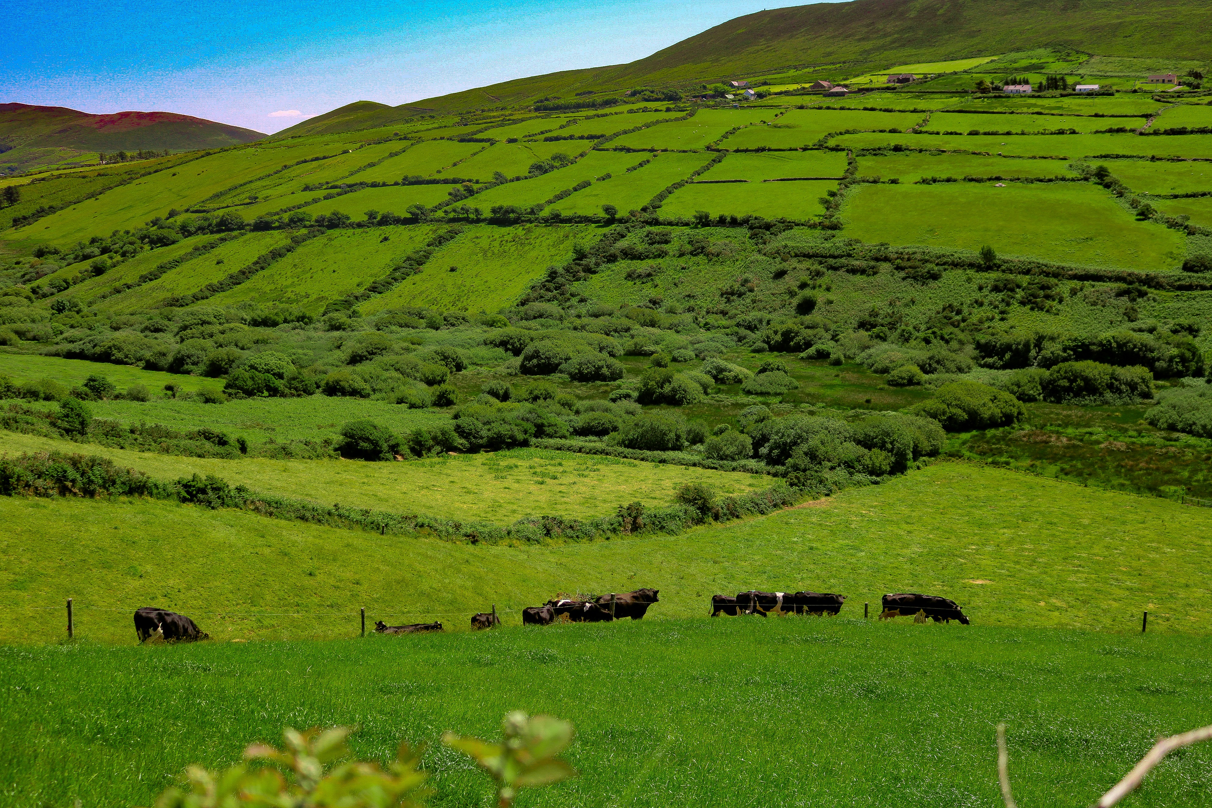 a herd of cattle grazing on a lush green hillside