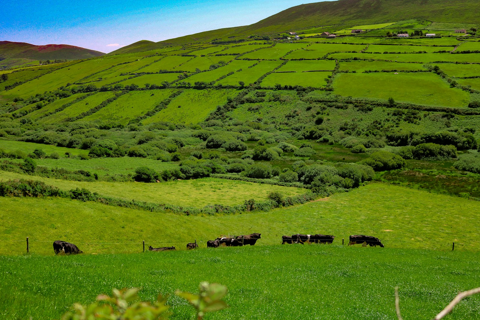 Cattle grazing on steep green fields divided by hedgerows, running down toward the sea