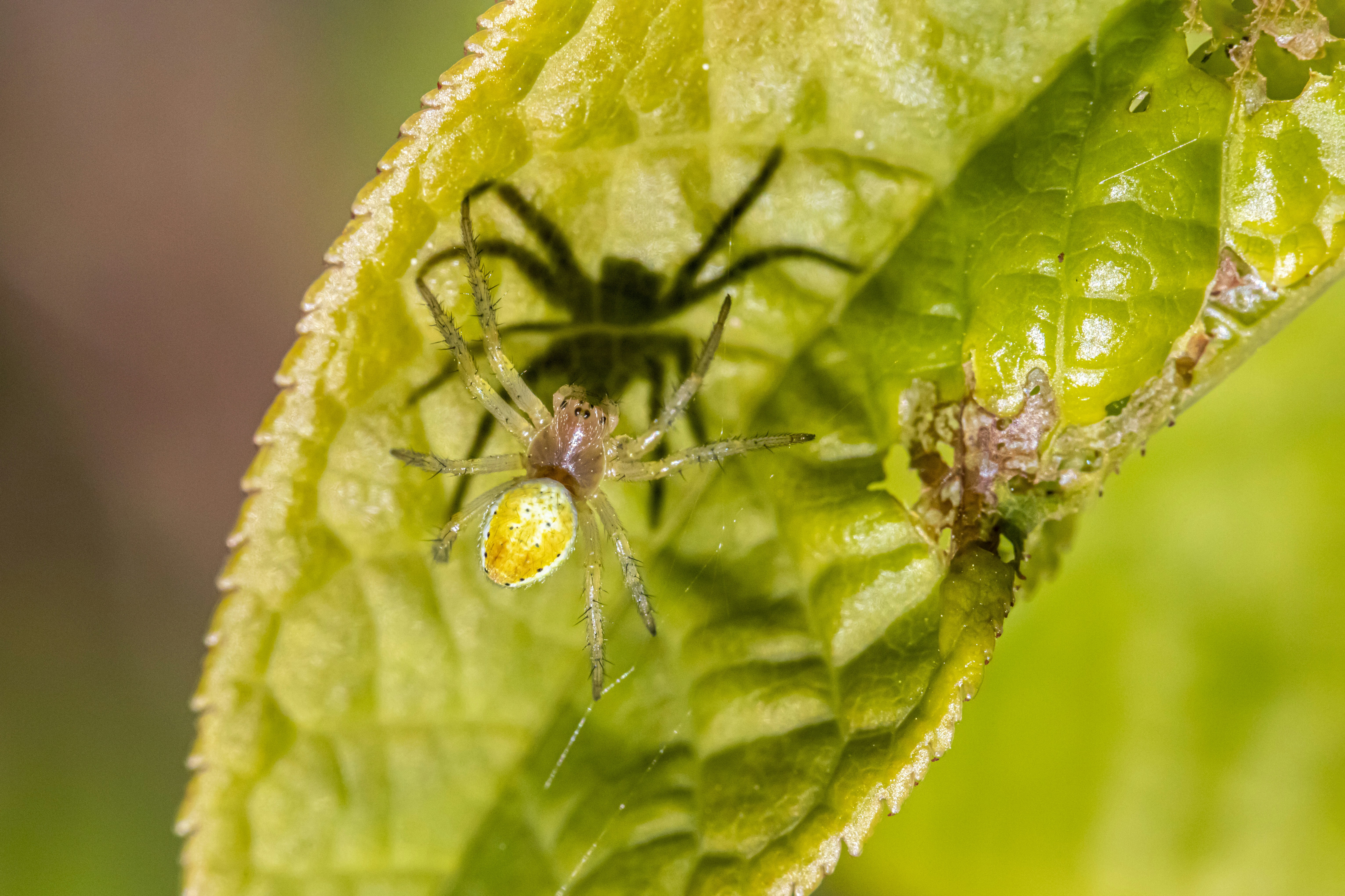 Photo by erik_karits