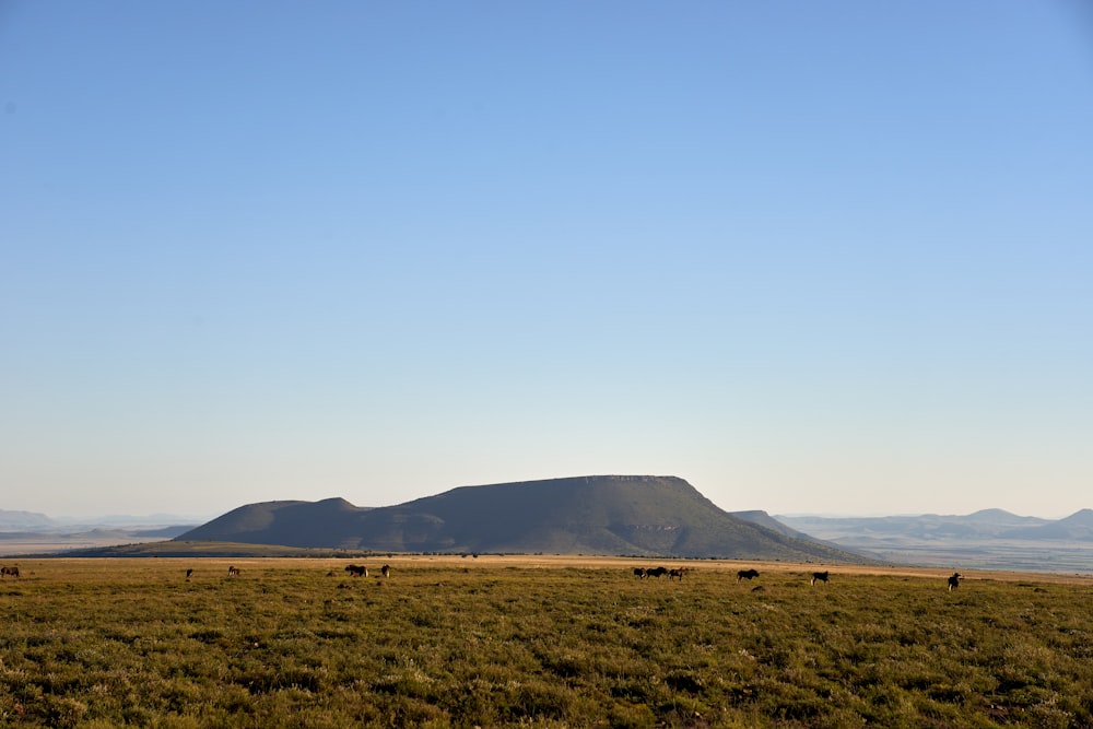 a large grassy field with a mountain in the background