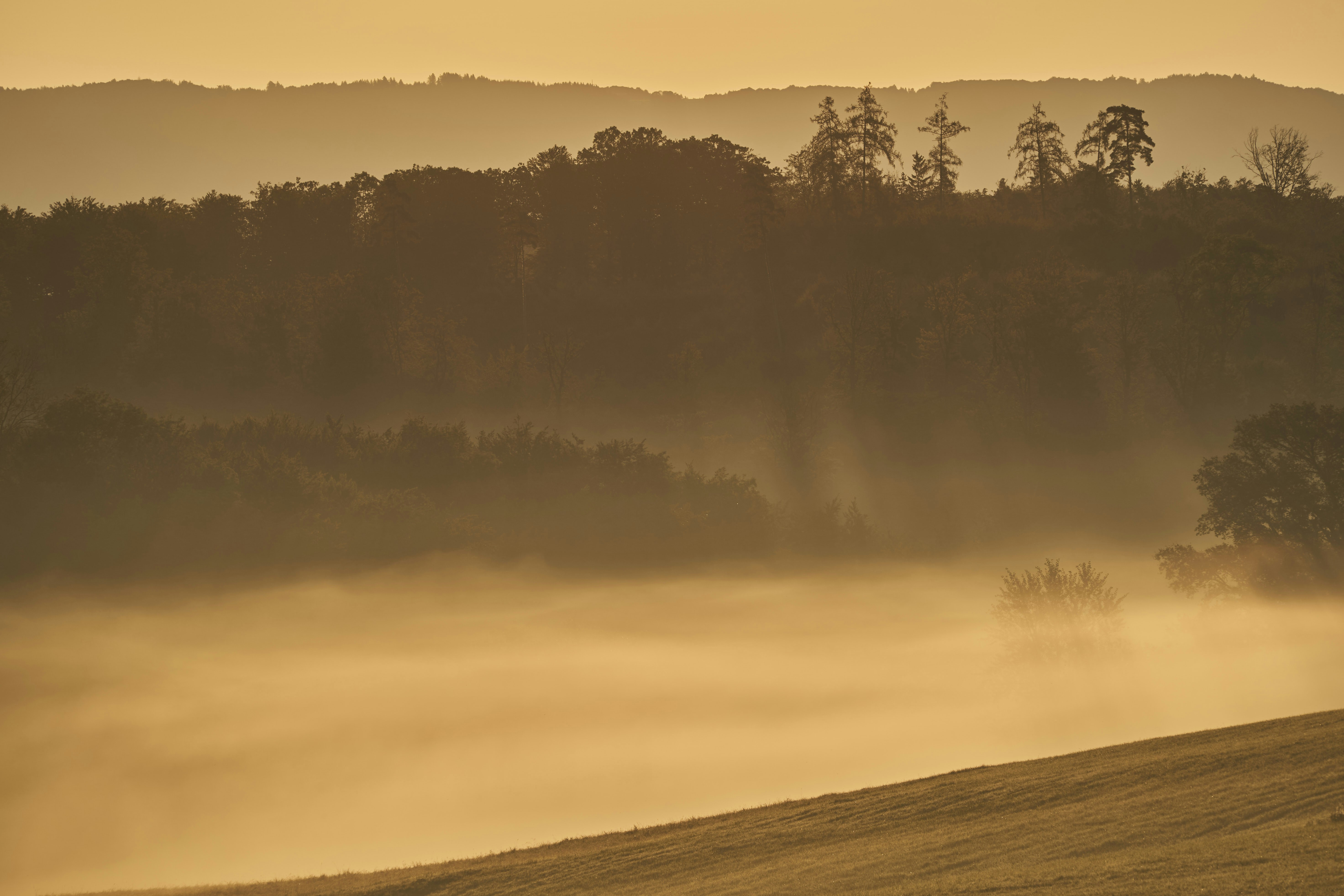 Photo by wolfgang_hasselmann