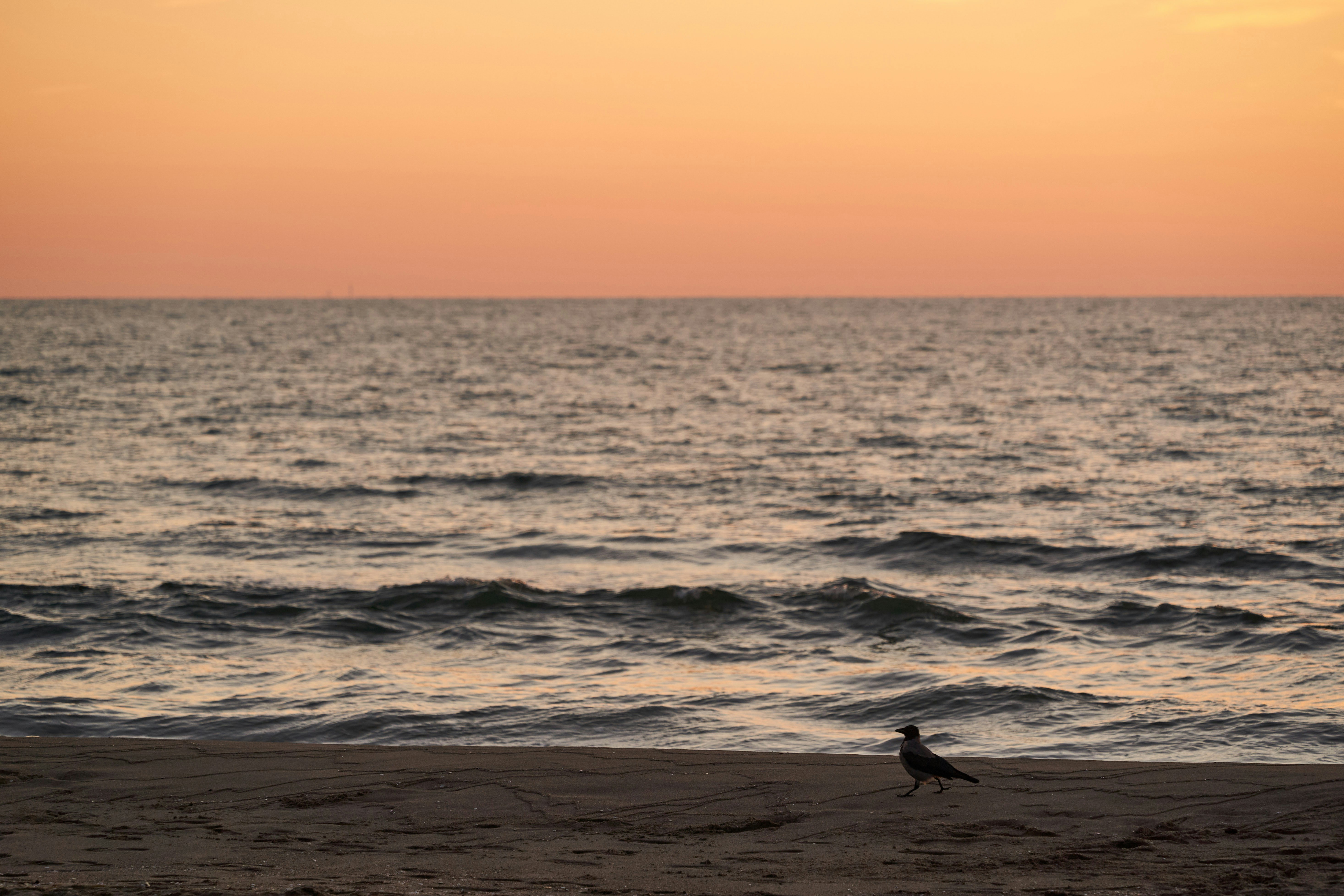 Photo by wolfgang_hasselmann