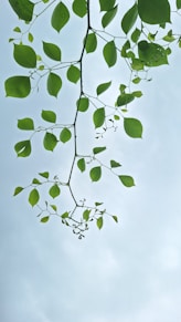 a tree branch with green leaves against a blue sky