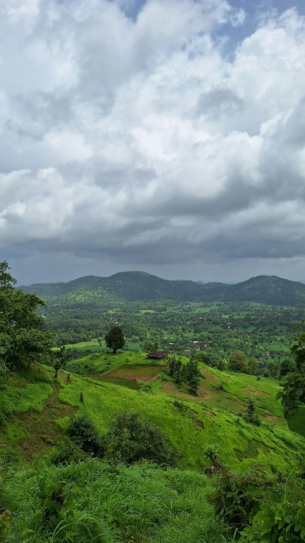 a lush green hillside covered in lots of trees